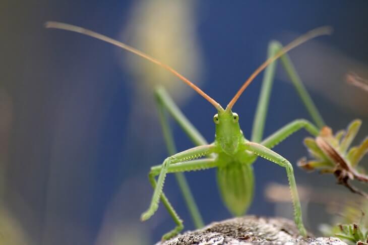 Große Sägeschrecke © Jiri Hodecek/Shutterstock.com Große Sägeschrecke, Ansicht von vorne