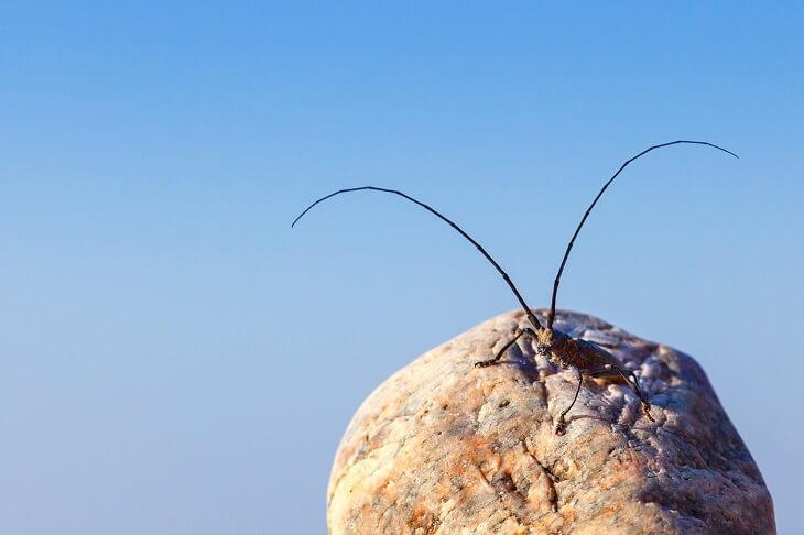 Großer Eichenbock © Aleksandr Simonov/Shutterstock.com Großer Eichenbock