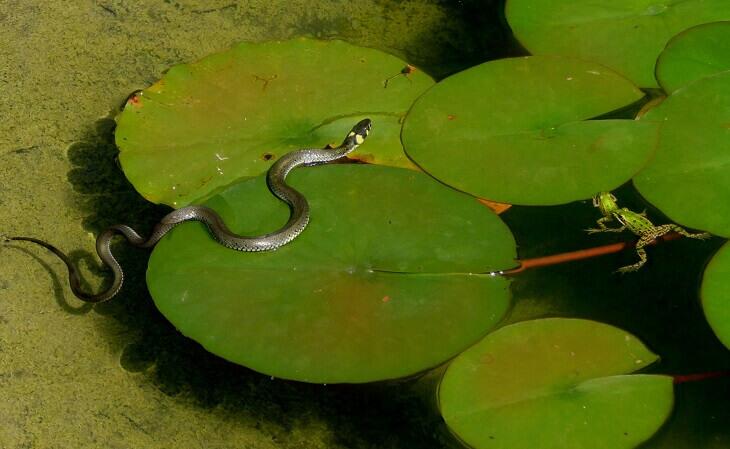 Ringelnatter im Wasser.