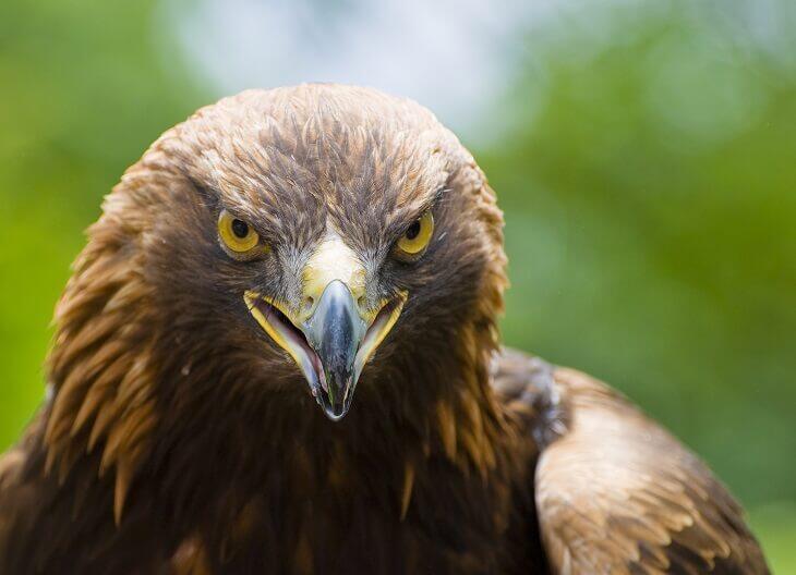 Steinadler c © Stefan Simmerl/Shutterstock.com Steinadler, Detailaufnahme des Greifvogel-Kopfes