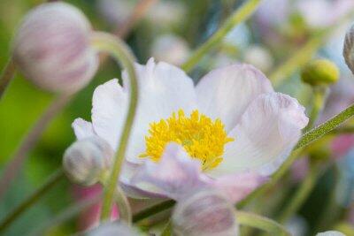 Herbst-Anemone, Detailansicht der Blütenblätter und Staubgefäße © Hanohiki/Shutterstock.com Herbst-Anemone, Detailansicht der Blütenblätter und Staubgefäße