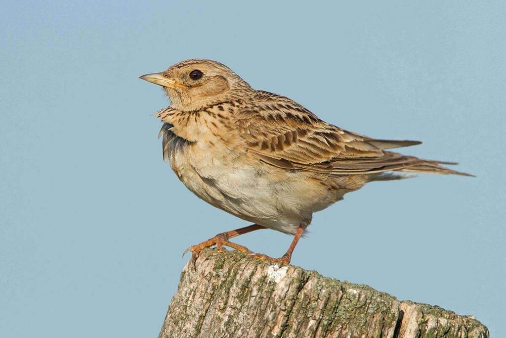 Feldlerche Jungvogel © M. Dvorak Feldlerche Jungvogel
