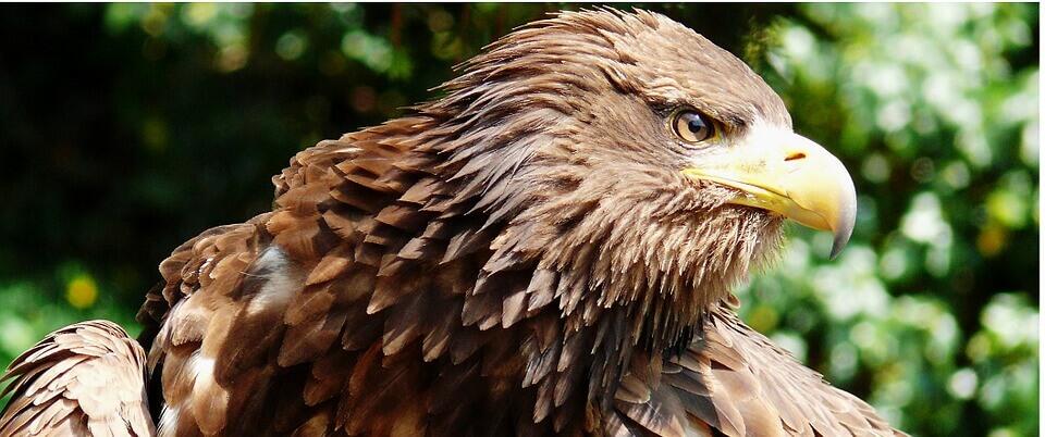 titel_seeadler_pixabay © Pixabay Seeadler, Detailfoto des Vogelkopfes