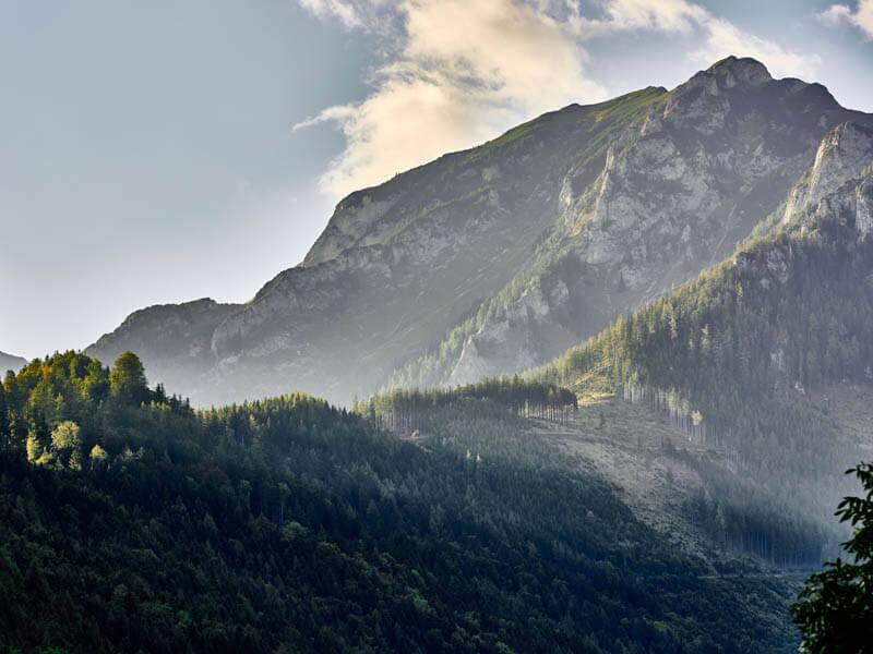 Bergwald © BMNT/Alexander Haiden Bergwald