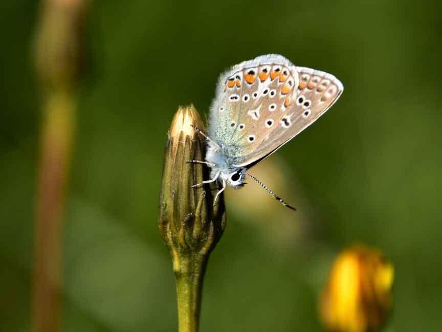 Schmetterling Hauhechel Blaeuling c Petra Z. © Petra Z. Schmetterling Hauhechel Blaeuling c Petra Z.
