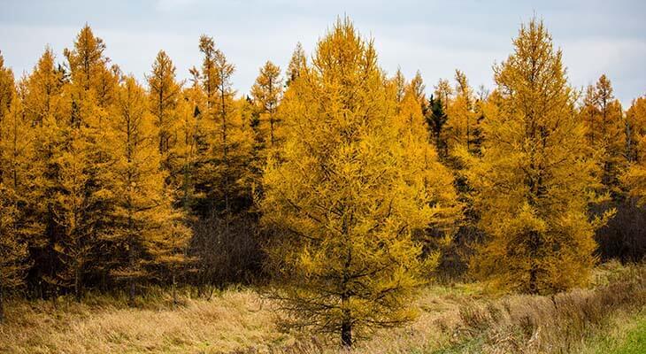 Laerchenwald im Herbst © Michael Tatman/Shutterstock.com Laerchenwald im Herbst