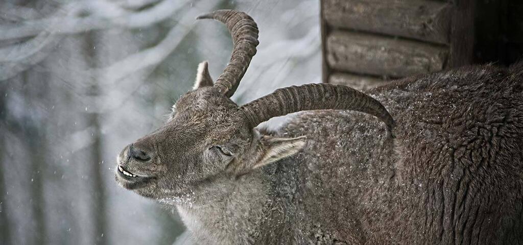 veranstaltungstipps naturveranstaltung steinbock