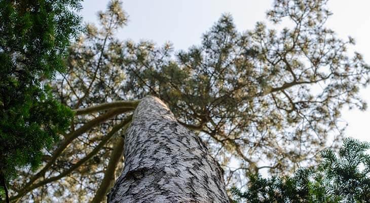 Schwarzkiefer, Baumkrone vom Boden aus betrachtet © I love life/Shutterstock.com Schwarzkiefer, Baumkrone von unten