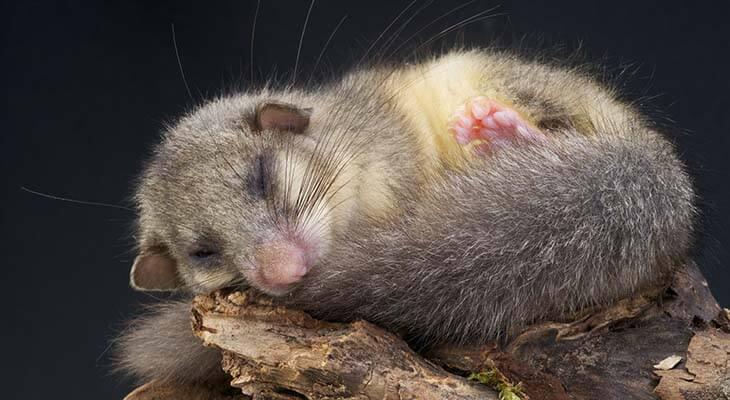 Siebenschlaefer © reptiles4all/Shutterstock.com Siebenschlaefer