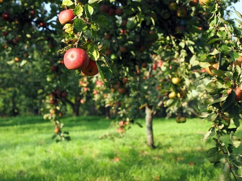 Streuobstwiese © Pixabay Apfelbaum