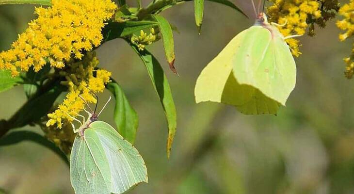 Zitronenfalter von Schmetterlingsapp Nutzerin Anna S. © Anna S. Zitronenfalter von Schmetterlingsapp Nutzerin Anna S.
