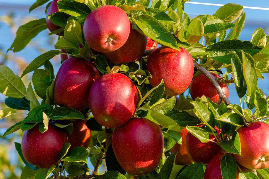 Viele rote Äpfel am Ast © OPST Obst Partner Steiermark GmbH Viele rote Äpfel am Ast
