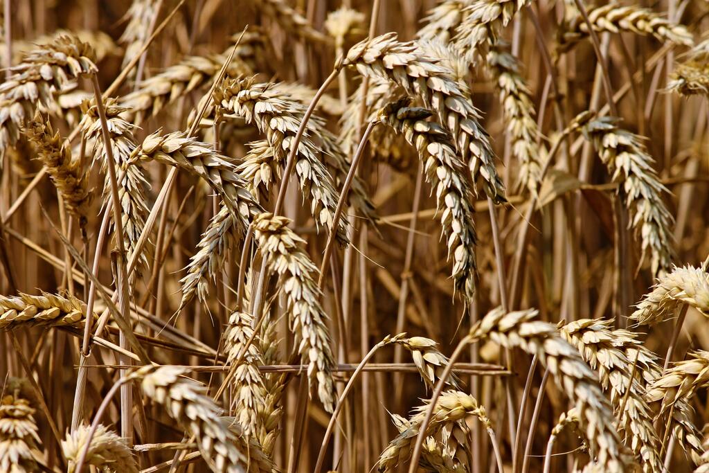 Bauernregeln, Ernte, Weizen reif © Pixabay Bauernregeln, Ernte, Weizen reif