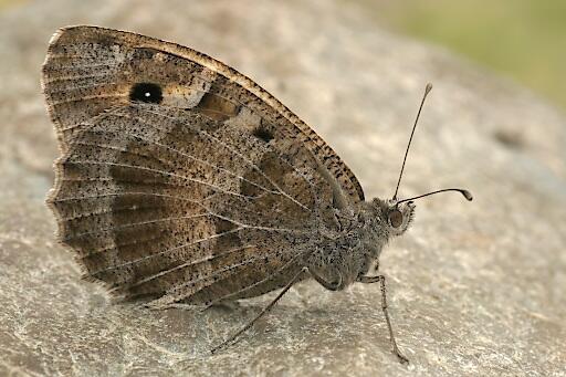 bedrohter Schmetterling: die Berghexe © Peter Buchner bedrohter Schmetterling: die Berghexe