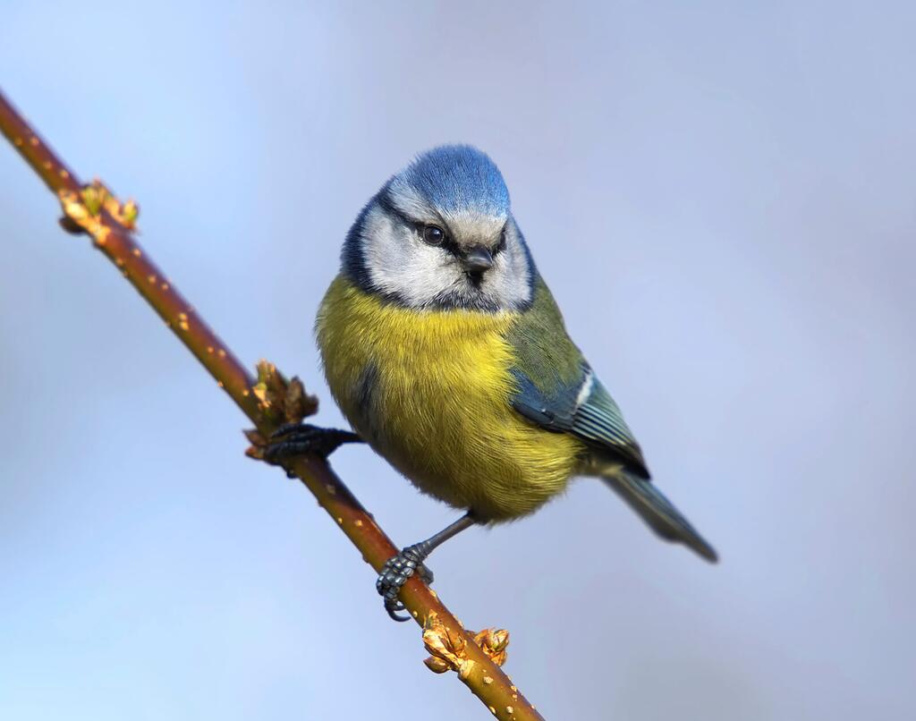 Blaumeise-auf-dem-Ast-copyrights-istock © istock Blaumeise-auf-dem-Ast