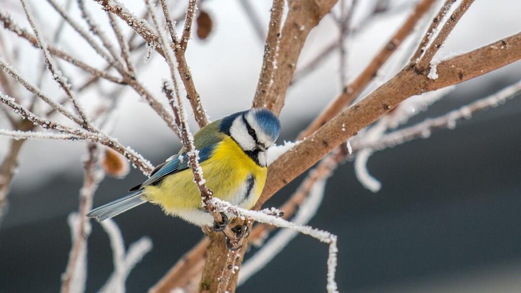 Blaumeise sitzt auf einem Ast im Schnee