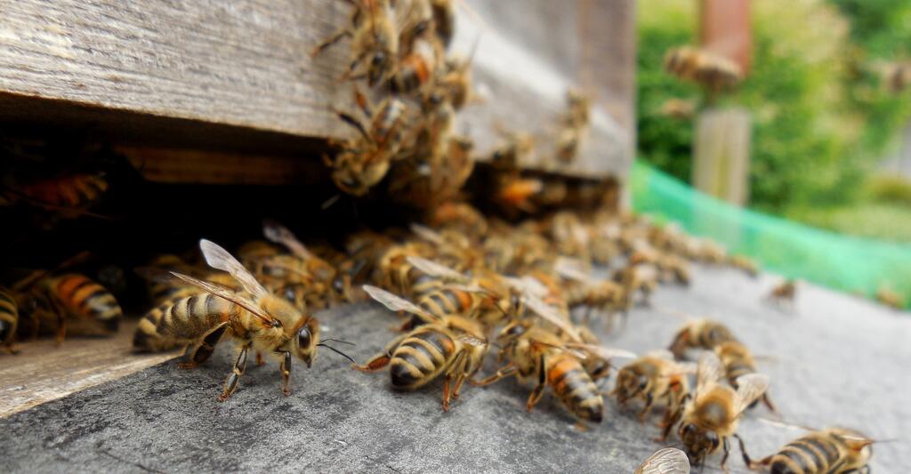 Honigbienen vor dem Bienenstock © pxhere.com Honigbienen vor dem Bienenstock