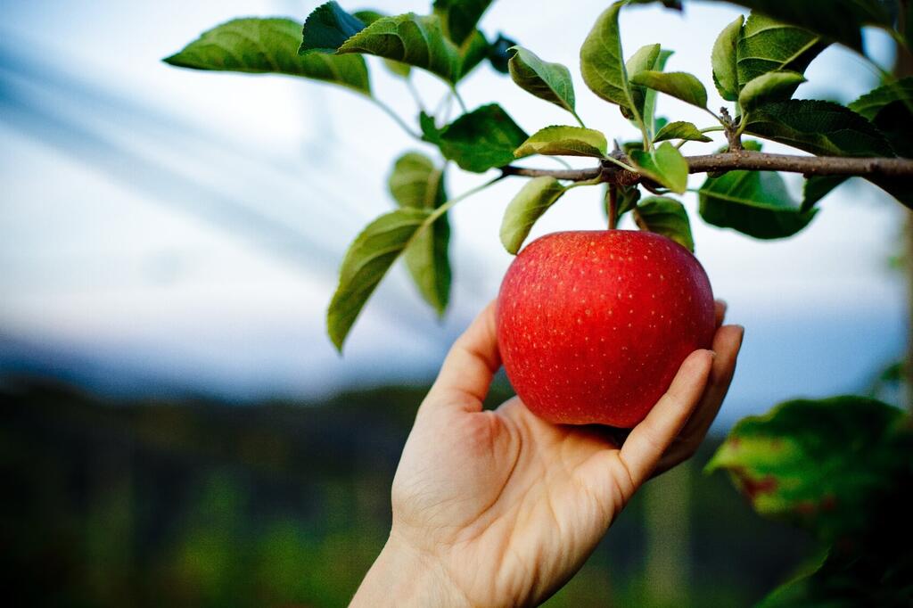Die Freude und Liebe der Apfel - Produzenten ist die beste Voraussetzung für eine Qualitätsproduktion. © OPST Hand pflückt einen roten Apfel