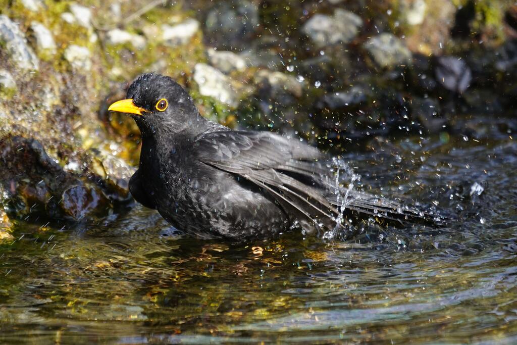 Amsel