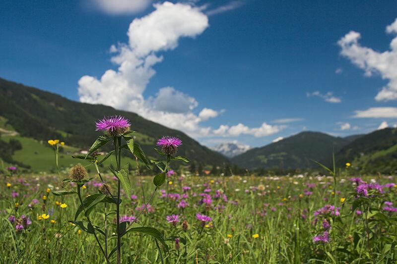 blühende Flockenblume auf einer Bergwiese in Salzburg © Thomas Huntke, Germany (der Uploader) http://www.huntke.de, Bergwiese-Salzburgerland-2008-Thomas Huntke, CC BY-SA 3.0 DE
blühende Bergwiese in Salzburg