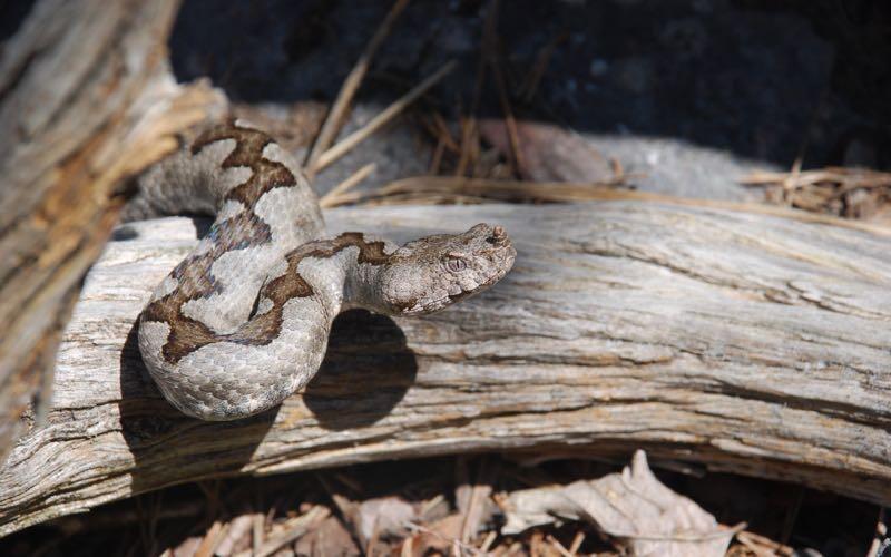 Die Europäische Hornotter oder Sandviper ist die giftigste Schlangenart in Mitteleuropa. © Werner Kammel Europäische Hornotter