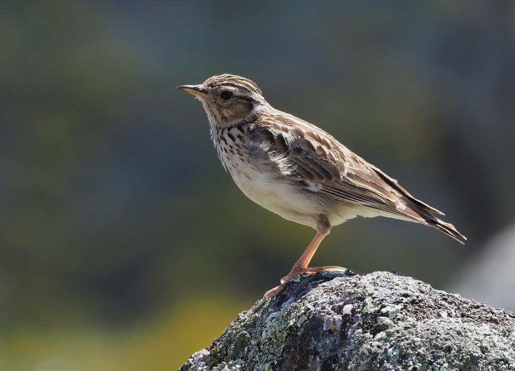 Heidelerche © Frank Vassen, Woodlark (Lululla arborea), Serra de São Mamede, Portugal (47658349692), CC BY 2.0
Heidelerche