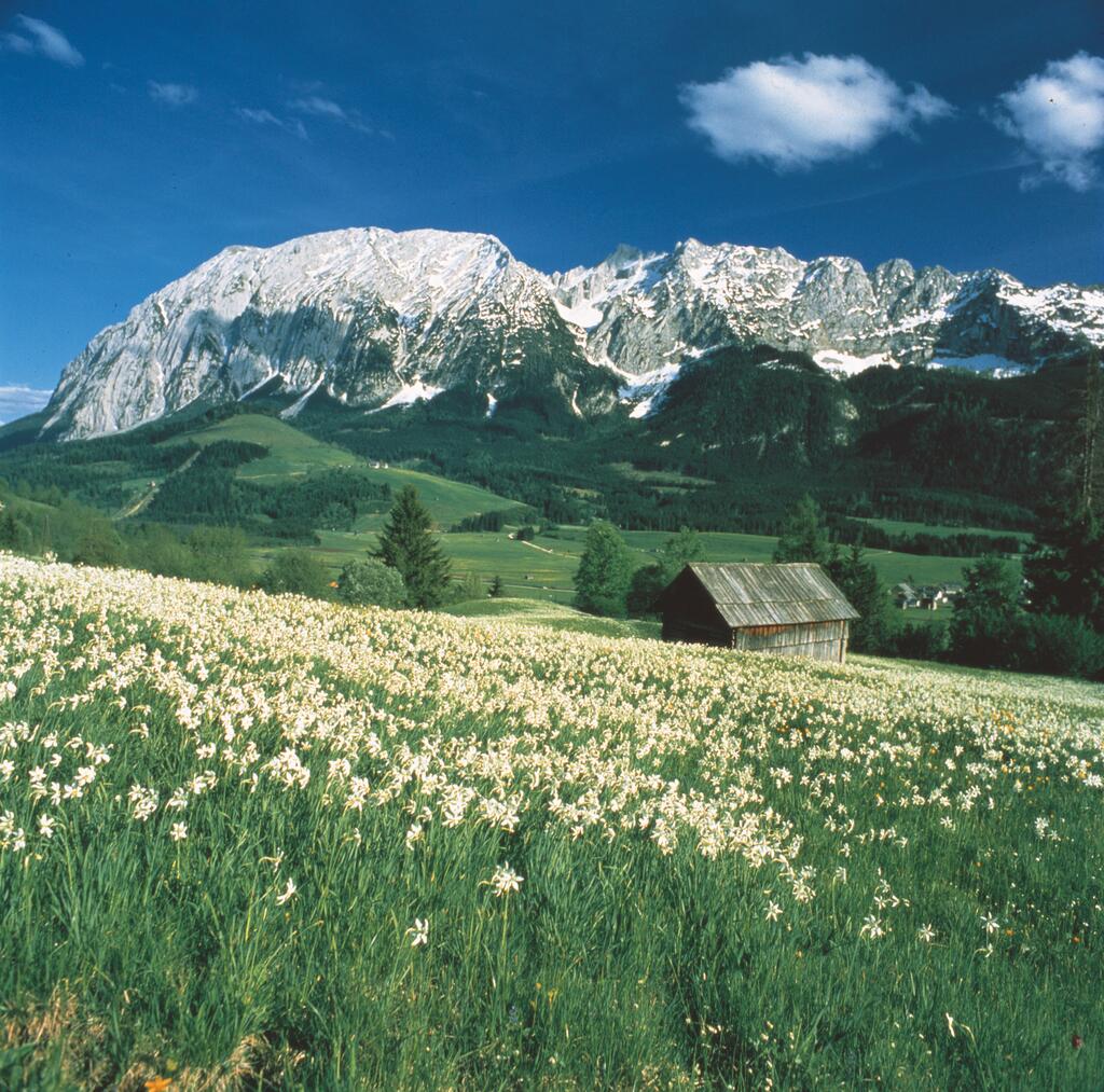 blühende Narzissenwiese im Ausseerland, im Hintergrund der Grimming © Pirker blühende Narzissenwiese im Ausseerland, im Hintergrund der Grimming