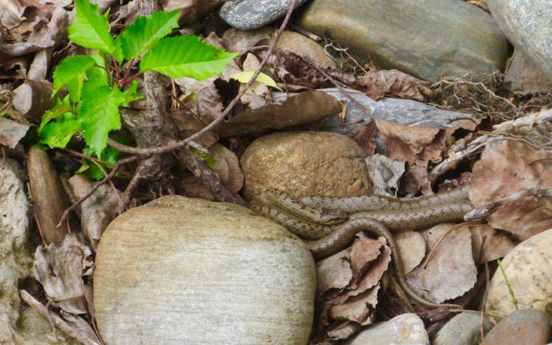 Die zierliche Schlingnatter ist nicht ohne: Ihre Beute umschlingt und erstickt sie. © Margarete Grassl SchlingnatterDie zierliche Schlingnatter ist nicht ohne: Ihre Beute umschlingt und erstickt sie.