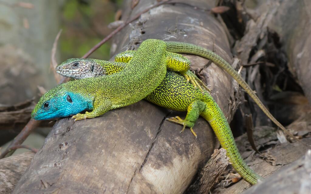 Smaragdeidechse © Uoaei1, Lacerta viridis - couple 01, CC BY-SA 3.0
Smaragdeidechse