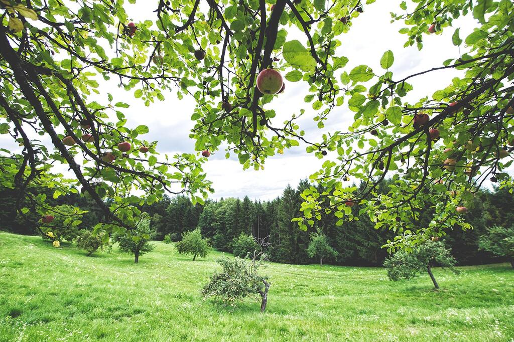 streuobstwiese