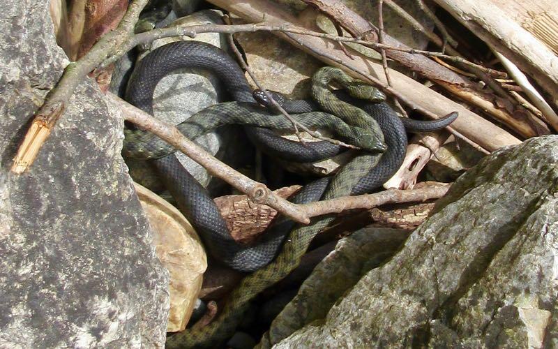 In Österreich gilt die Würfelnatter als stark gefährdet. © Margarete Grassl Würfelnatter