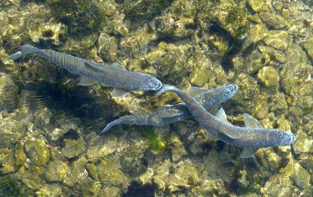 © www.blattfisch.at Perlfisch