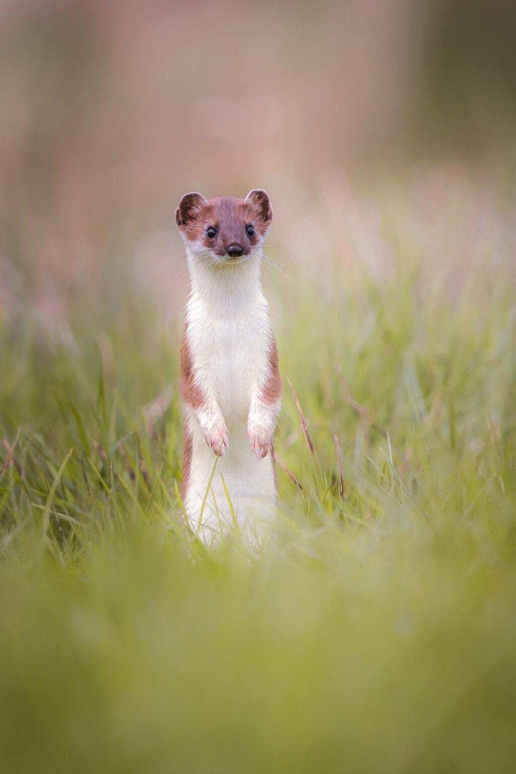 Hermelin © Bokeholic/Shutterstock.com Hermelin