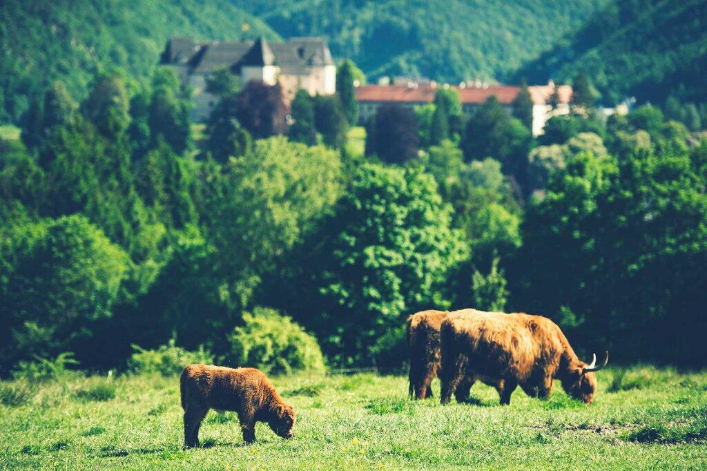 © Blühendes Österreich / Alex Papis Hochlandrinder