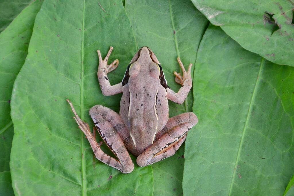 Springfrosch auf einem Blatt.