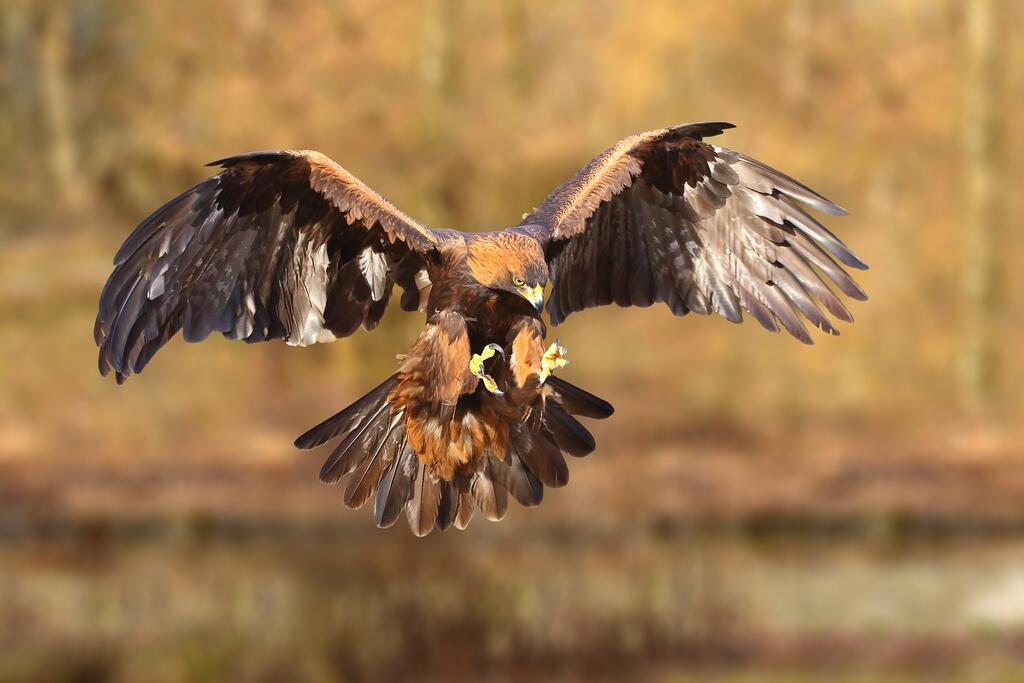 Steinadler im Flug.