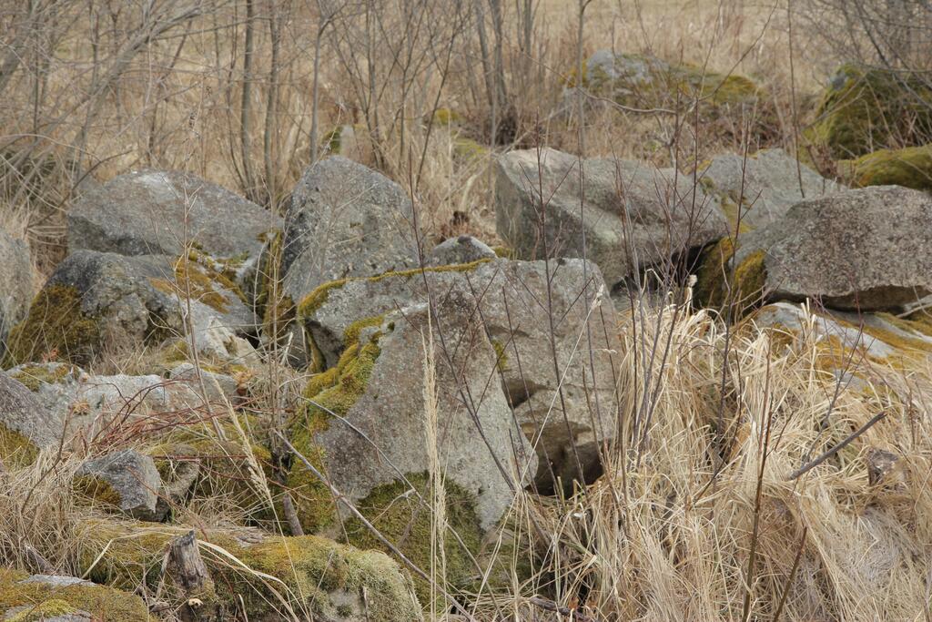 Lesesetinriegel und Lesesteinhaufen schaffen ein eigenes Mikroklima mit speziellen Bedingungen für Fauna und Flora © Harald Komposch Lesesetinriegel und Lesesteinhaufen schaffen ein eigenes Mikroklima mit speziellen Bedingungen für Fauna und Flora