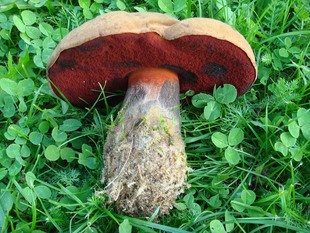 Flockenstieliger Hexen Röhrling © Unterillertaler, Flockenstieliger Hexen-Röhrling (Boletus erythropus), CC BY-SA 3.0
Flockenstieliger Hexen Röhrling