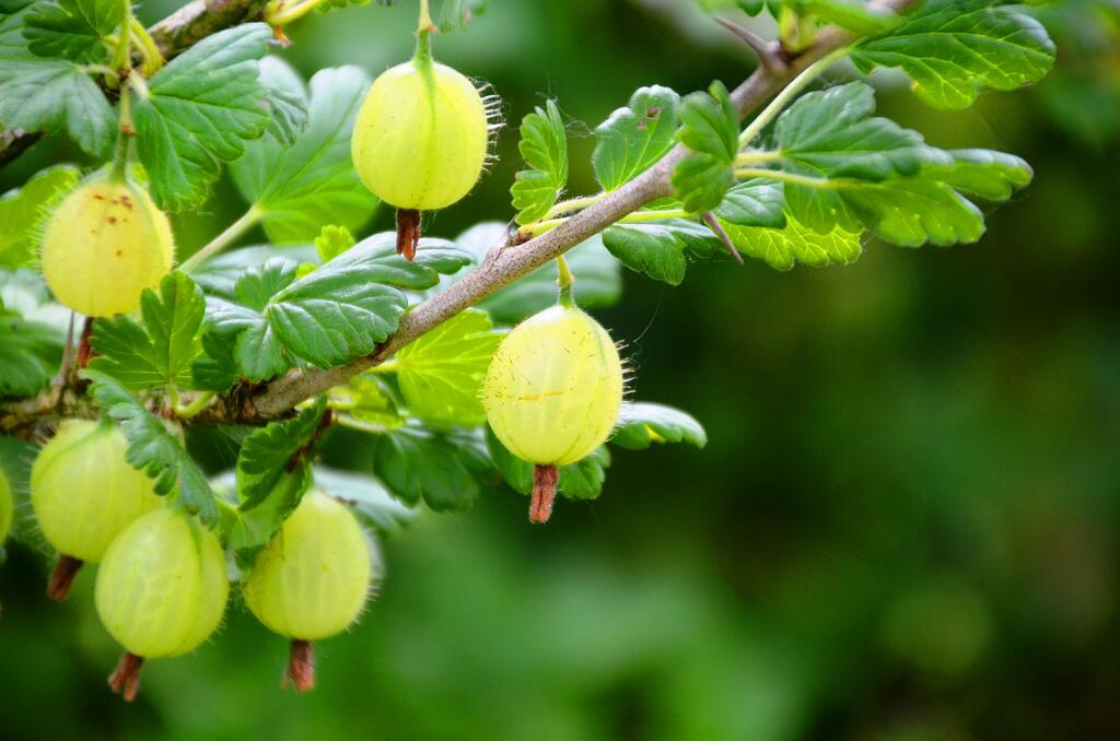 Beeren