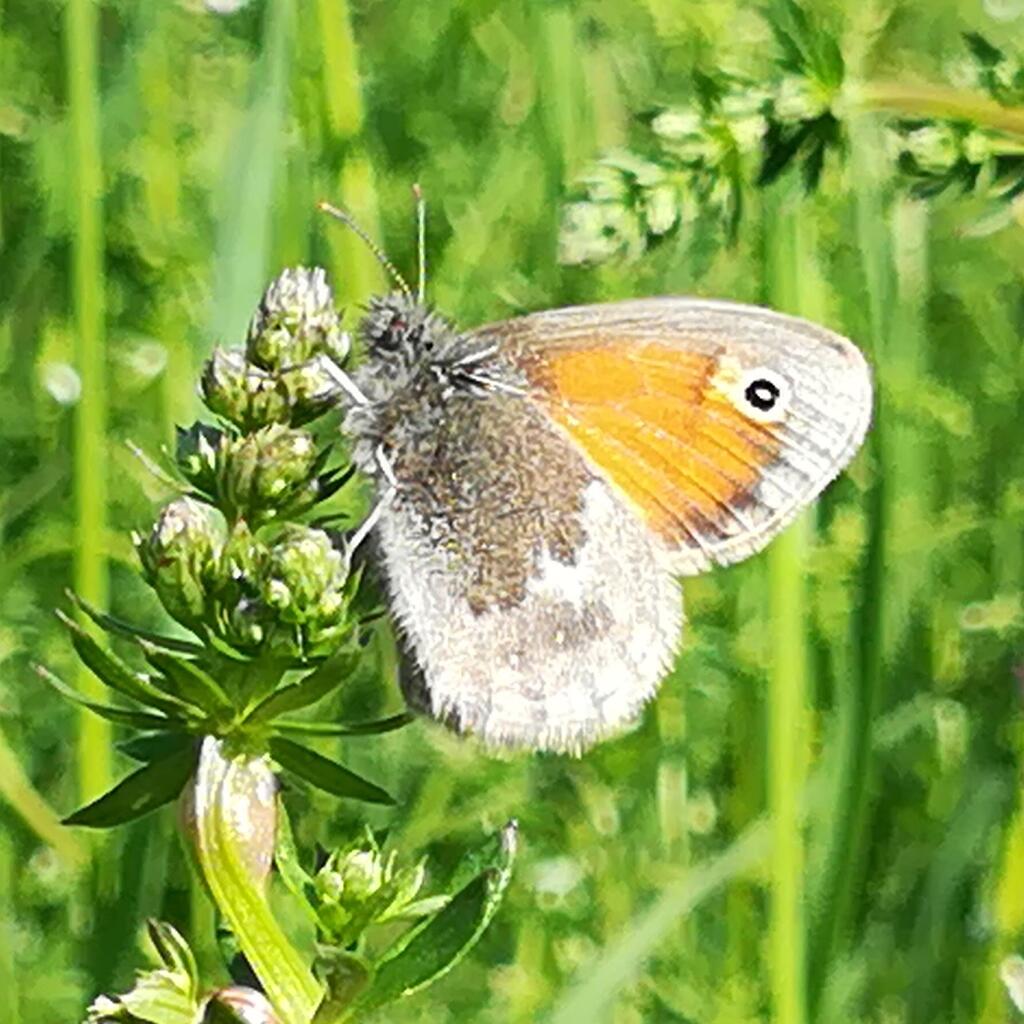 kleines_wiesenvogelchen © oliver_bartels Auswertung Schmetterlingszaelung