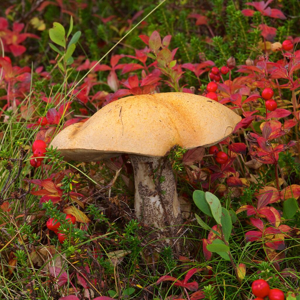 Birken Rotkappe © Jörg Hempel, Leccinum versipelle LC0366, CC BY-SA 3.0 DE
Speisepilze