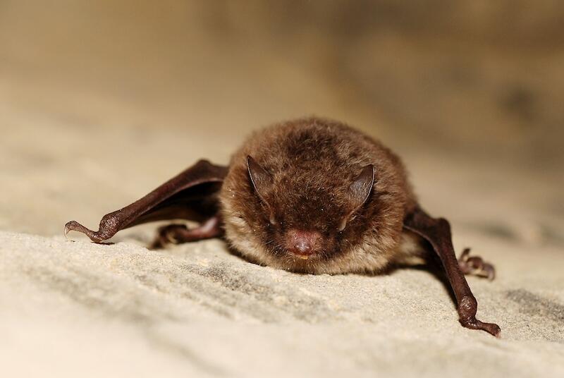 © Wikimedia commons/Gilles San Martin (CC BY-SA 4.0) Die Wasserfledermaus fängt bis zu 2500 Insekten pro Nacht