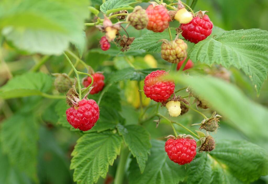 Beeren