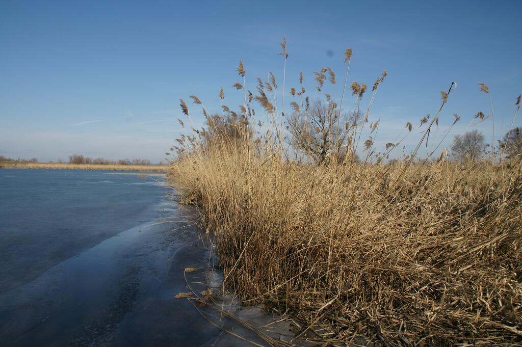 Schilfgürtel im Schleienloch, Rheindelta