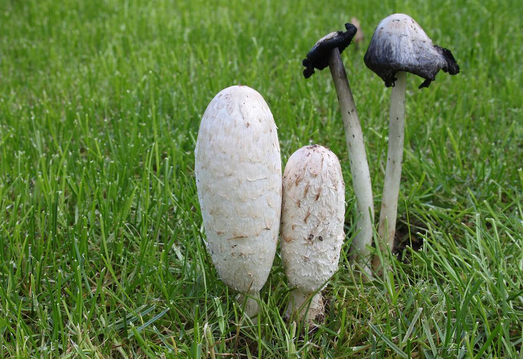 Schopftintling © Holger Krisp, Schopftintling-Coprinus-comatus, CC BY 3.0
schopftintling