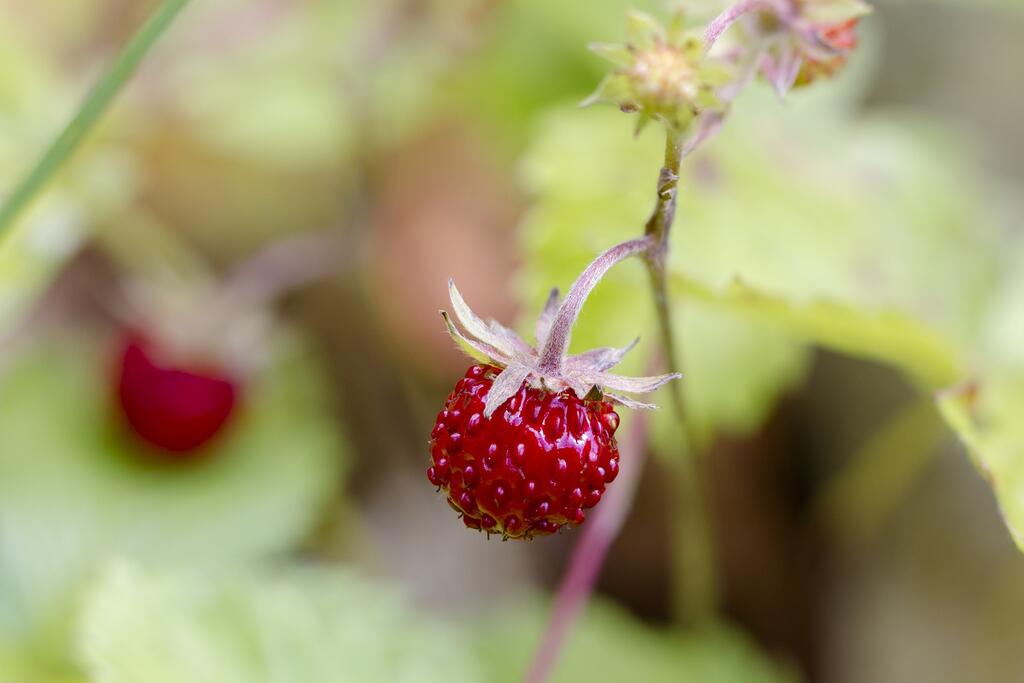 Beeren