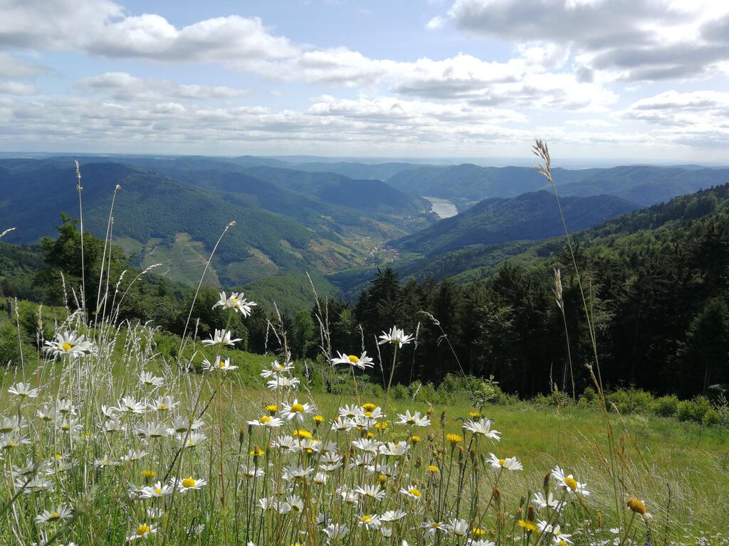 Ausblick ins Tal der Wachau, von einer Hügelkuppe mit blühenden Margeriten 