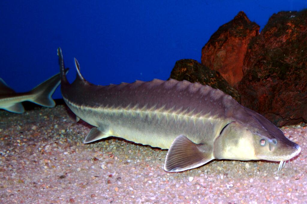 gefährdete Fische acipenser ruthenus © Karelj, Acipenser ruthenus Prague Vltava 4, als gemeinfrei gekennzeichnet, Details auf Wikimedia Commons
gefährdete Fische