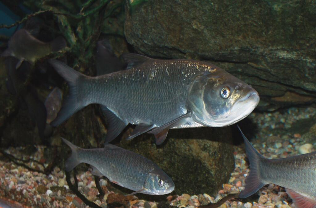aspius aspius © Karelj, Aspius aspius Prague Vltava 2, als gemeinfrei gekennzeichnet, Details auf Wikimedia Commons
gefährdete Fische
