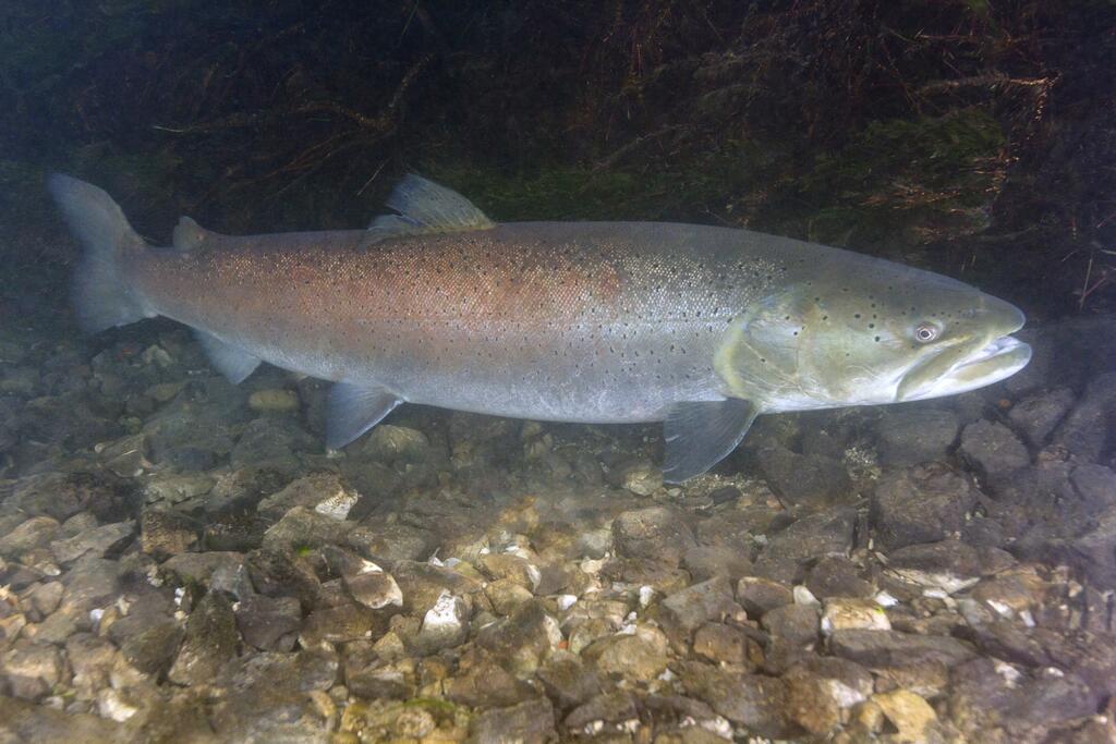 Huchen (hucho_hucho) © Liquid Art, Danube Salmon - Huchen (Hucho hucho), CC BY-SA 4.0
gefährdete Fische
